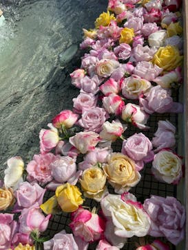 京成バラ園に投稿された画像（2022/11/12）