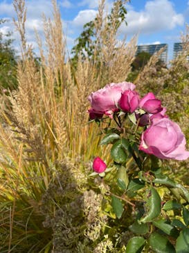 京成バラ園に投稿された画像（2022/11/12）