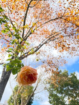 京成バラ園に投稿された画像（2022/11/12）