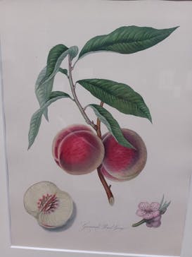 おいしいボタニカル・アート　食を彩る植物のものがたり(SOMPO美術館)に投稿された画像（2022/11/12）