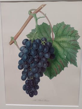 おいしいボタニカル・アート　食を彩る植物のものがたり(SOMPO美術館)に投稿された画像（2022/11/12）