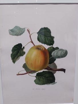 おいしいボタニカル・アート　食を彩る植物のものがたり(SOMPO美術館)に投稿された画像（2022/11/12）