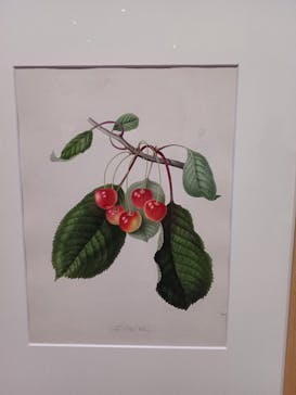 おいしいボタニカル・アート　食を彩る植物のものがたり(SOMPO美術館)に投稿された画像（2022/11/12）