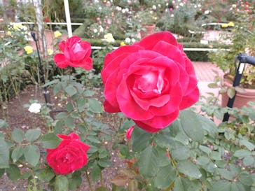 西武園ゆうえんちに投稿された画像（2022/11/12）