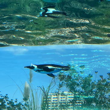 サンシャイン水族館に投稿された画像（2022/11/13）
