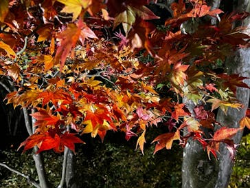 国営昭和記念公園 秋の夜散歩に投稿された画像（2022/11/13）