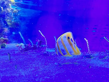 名古屋港水族館に投稿された画像（2022/11/13）