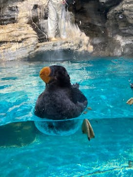 アクアワールド茨城県大洗水族館に投稿された画像（2022/11/13）