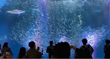 名古屋港水族館に投稿された画像（2022/11/13）