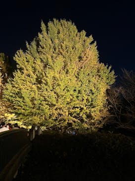 国営昭和記念公園 秋の夜散歩に投稿された画像（2022/11/13）