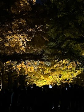 国営昭和記念公園 秋の夜散歩に投稿された画像（2022/11/13）