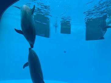 名古屋港水族館に投稿された画像（2022/11/13）