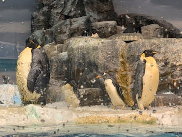 名古屋港水族館に投稿された画像（2022/11/13）