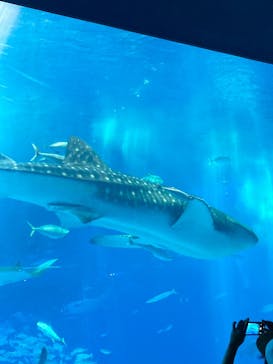 沖縄美ら海水族館に投稿された画像（2022/11/13）