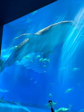 沖縄美ら海水族館に投稿された画像（2022/11/13）