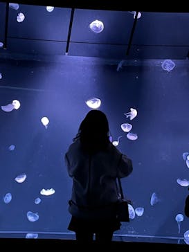 サンシャイン水族館に投稿された画像（2022/11/13）