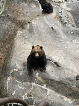 のぼりべつクマ牧場に投稿された画像（2022/11/13）