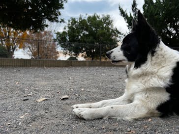 世界の名犬牧場に投稿された画像（2022/11/13）