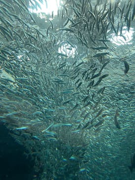 上越市立水族博物館 うみがたりに投稿された画像（2022/11/13）