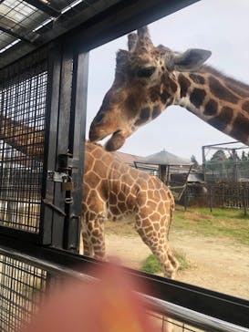 那須サファリパークに投稿された画像（2022/11/13）