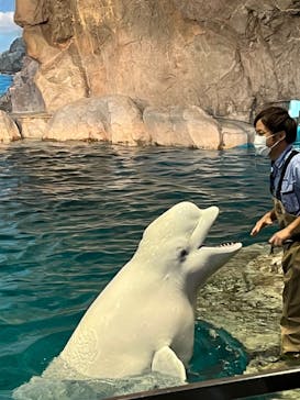 名古屋港水族館に投稿された画像（2022/11/13）
