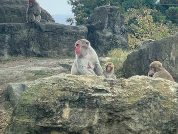 群馬サファリパークに投稿された画像（2022/11/13）