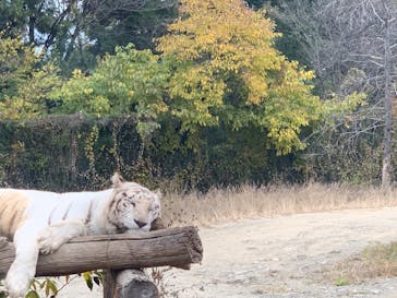 群馬サファリパークに投稿された画像（2022/11/13）