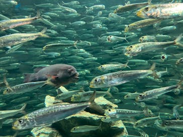 サンシャイン水族館に投稿された画像（2022/11/13）