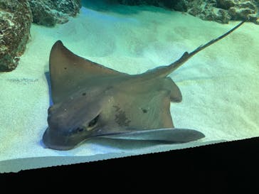 サンシャイン水族館に投稿された画像（2022/11/13）