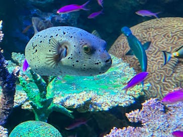 サンシャイン水族館に投稿された画像（2022/11/13）