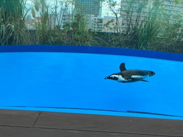 サンシャイン水族館に投稿された画像（2022/11/13）