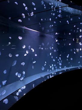 サンシャイン水族館に投稿された画像（2022/11/13）