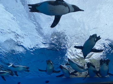 サンシャイン水族館に投稿された画像（2022/11/13）