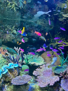 サンシャイン水族館に投稿された画像（2022/11/13）