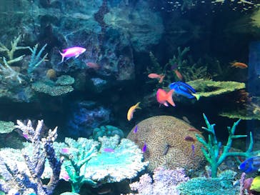 サンシャイン水族館に投稿された画像（2022/11/13）