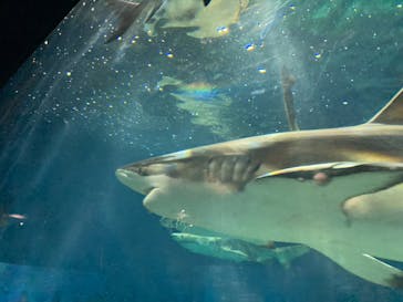 アクアワールド茨城県大洗水族館に投稿された画像（2022/11/13）