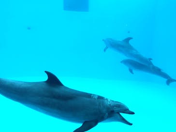 名古屋港水族館に投稿された画像（2022/11/13）