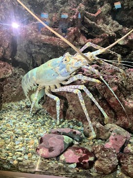 串本海中公園水族館に投稿された画像（2022/11/13）