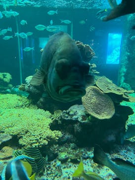 串本海中公園水族館に投稿された画像（2022/11/13）