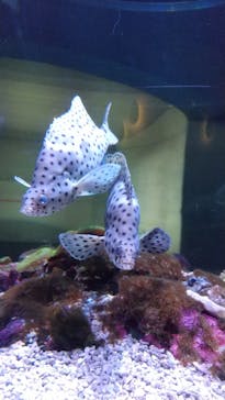 大分マリーンパレス水族館 「うみたまご」に投稿された画像（2022/11/13）