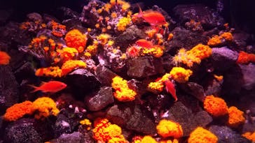 大分マリーンパレス水族館 「うみたまご」に投稿された画像（2022/11/13）