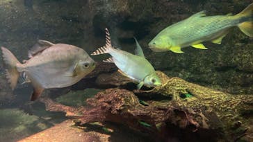 サンシャイン水族館に投稿された画像（2022/11/13）