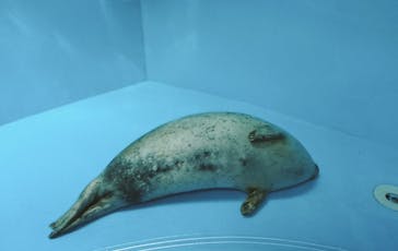 しながわ水族館に投稿された画像（2022/11/13）