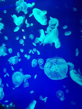 名古屋港水族館に投稿された画像（2022/11/13）