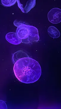 すみだ水族館に投稿された画像（2022/11/13）