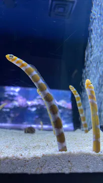 すみだ水族館に投稿された画像（2022/11/13）