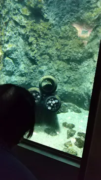 仙台うみの杜水族館に投稿された画像（2022/11/13）
