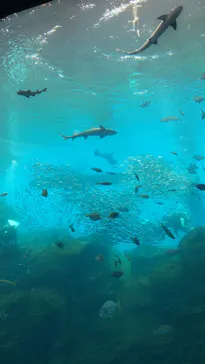 仙台うみの杜水族館に投稿された画像（2022/11/13）