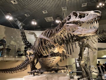 国立科学博物館に投稿された画像（2022/11/13）