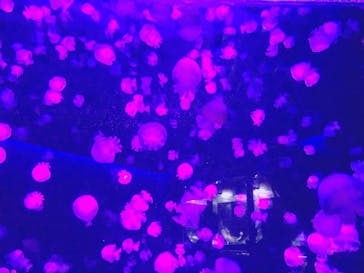 京都水族館に投稿された画像（2022/11/13）